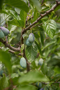 维他命有机的食物美丽青梅在家庭花园的树枝上水果美丽的青梅在家庭花园的树枝上图片