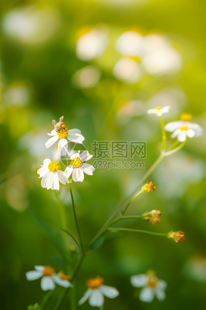 植物自然夏日早晨蜜蜂在花朵上授粉的近身草图片