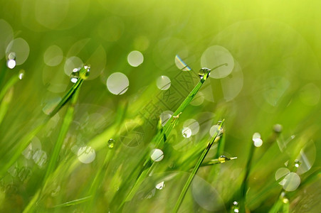 新鲜草地生长春初自然在青草绿色概念和抽象的多彩背景中沉积图片