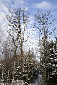 树木生长的森林冬季白雪这种自然背景的冬季森林节美丽冷杉日落图片