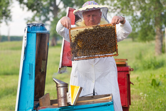有蜂窝的养员工作在补助花粉职的帽子图片