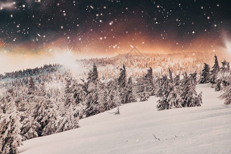 夜晚令人惊叹的冬季奇幻地貌夜里有雪花树苍白冷冻图片