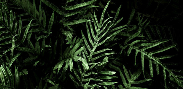 热带绿叶背景暗调主题抽象的地面美丽图片