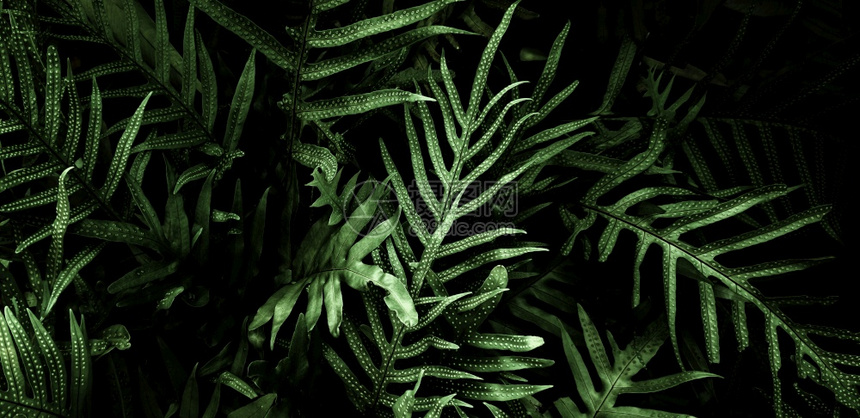 热带绿叶背景暗调主题抽象的地面美丽图片