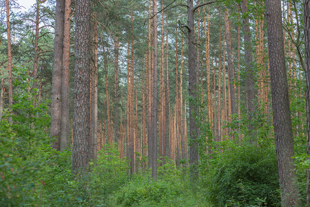 户外日出场景拉脱维亚里加市森林有树木和古老的步行道路Juyy2901图片