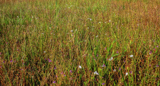 花天空园泰国的Meadow图片