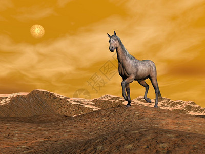 美丽的棕色马匹站在山上的丘晚下雪骘天空常设图片