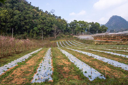 宁静农场高山有机庄的蔬菜种植地阴谋图片