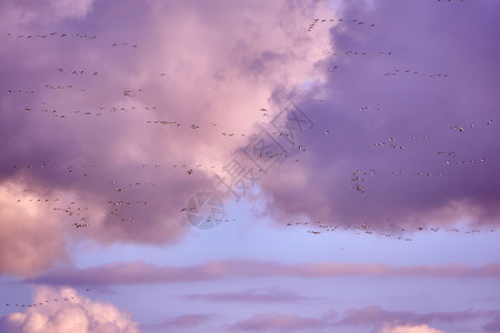 鸟颜色傍晚的加拿大鹅群美丽图片