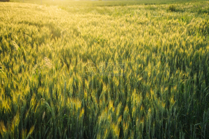 农场村乡的青小麦田日落明亮图片