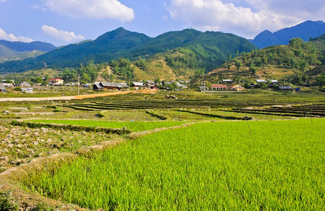 越南山背靠的青稻作物谷田农图片