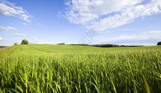 种植谷物的农业领域夏季时间种植农业领域美丽生长自然图片