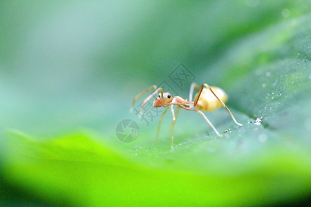 蚂蚁是天然的树叶团体单身自然图片