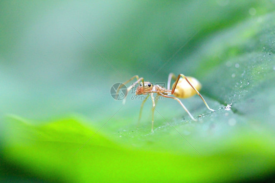蚂蚁是天然的树叶团体单身自然图片