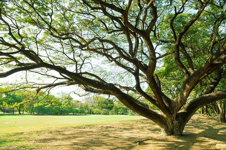 生态新鲜的草坪上大树在公园区域内划断夏天图片