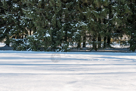 太阳冬天的光照亮了森林之角上的树木下雪经过图片