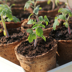 新鲜的食物在可生降解泥炭苔花盆中生长的栽幼苗园艺概念在可生物降解泥炭苔花盆中生长的栽幼苗番茄芽季节图片
