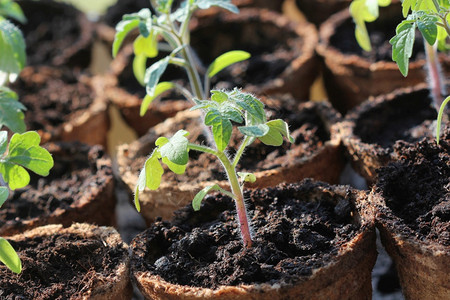 温室播种在可生物降解泥炭苔花盆中生长的栽幼苗园艺概念在可生物降解泥炭苔花盆中生长的栽幼苗番茄芽污垢图片