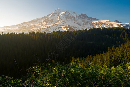 雪状态美国华盛顿州兰尼埃山公园的莱尼耶山松树图片