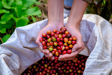 采摘手持农民的豆子和在田地清莱泰国ChiangraiThish的麻袋背景咖啡上握着手工农夫和咖啡白色的焦点图片