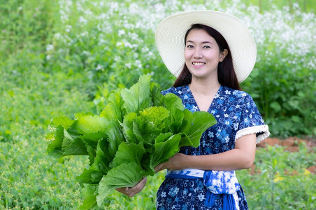 农业收成年轻夫喜欢在园艺中采摘新鲜有机生菜耕作生菜饮食图片
