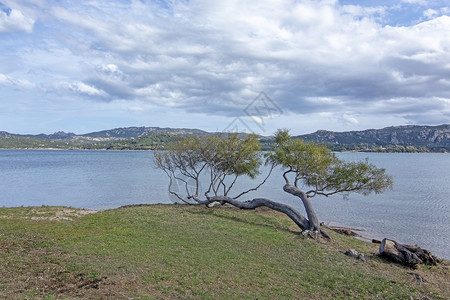 阳光撒丁岛意大利萨亚Sardinia的树沙滩景观3月的ArtLandscape与撒丁亚的树沙滩翻天覆地海岸图片