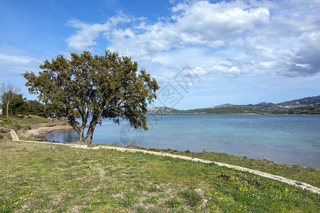 风景优美欧洲旅行意大利萨丁亚Sardinia的树沙滩景观3月的ArtLandscape与撒丁亚的树沙滩翻天覆地图片