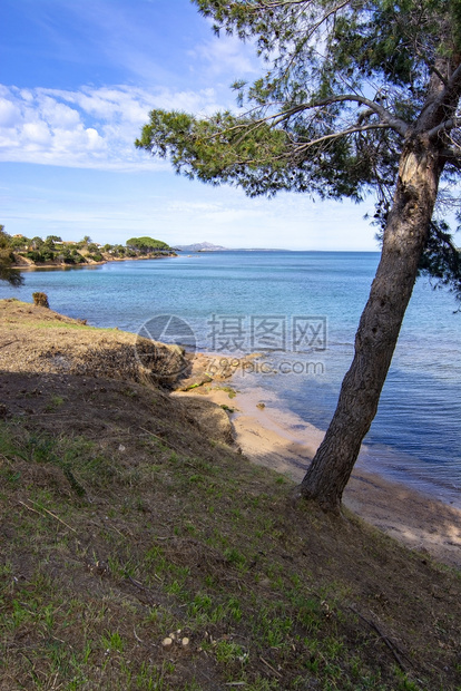 美丽的意大利萨丁亚Sardinia的树沙滩景观3月的ArtLandscape与撒丁亚的树沙滩翻天覆地行进支撑图片