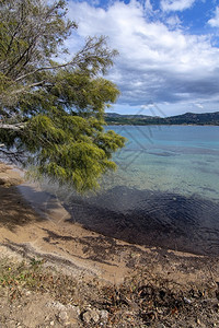 松树海景撒丁岛意大利萨亚Sardinia的树沙滩景观3月的ArtLandscape与撒丁亚的树沙滩翻天覆地图片