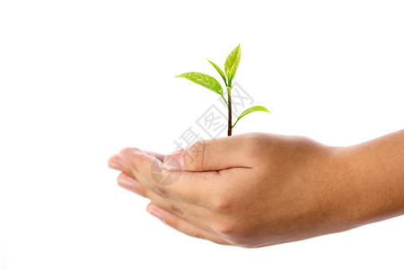 人类手握着白背景上孤立的年轻植物用于环境保护和拯救世界的概念在白色背景上与世隔绝农业树收成图片