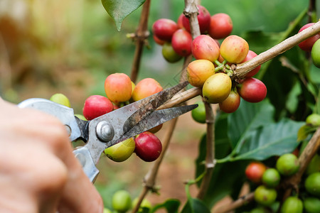 农场生的长咖啡红或成熟阿拉伯黄莓种植农业园概念以及农牧业和种植图片