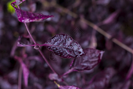 树叶一个湿和紫花站在彼此的顶上人造季节图片