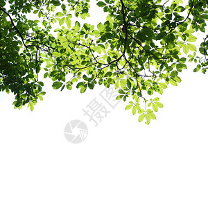 热带白框上装饰的绿树叶新鲜自然图片