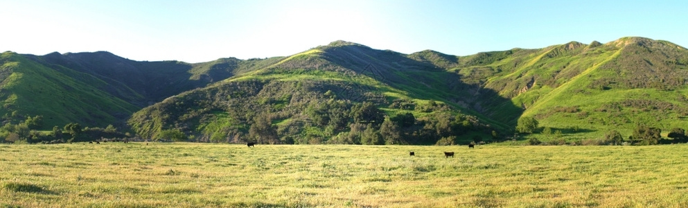 Ojai和Ventura附近带牛群的绿草地峡谷风景优美靠近图片