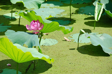 巨大的静脉花瓣美丽粉红莲花Nelumbonucifera在池塘里有绿莲叶图片