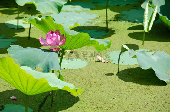 巨大的静脉花瓣美丽粉红莲花Nelumbonucifera在池塘里有绿莲叶图片