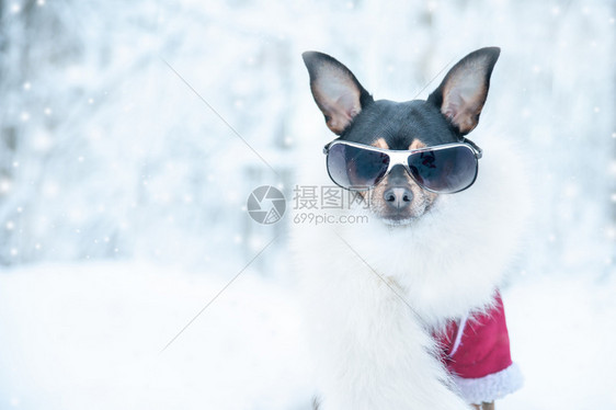 温暖的活跃生方式运动生活方冬季对狗的肖像在身上穿着时装的冬季服文字空间等活动生方式冬季对狗的画像绘白色图片