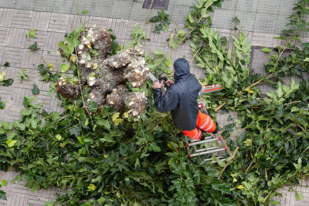 雨工人爬上梯子在城市人行道的上砍树枝分支锯木工图片