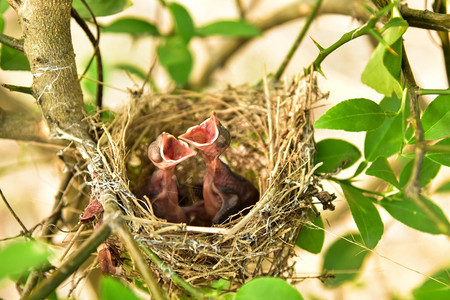 出生夏天有小婴儿的鸟巢鸣禽图片