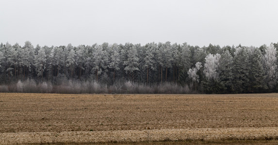 天冬季的松树林覆盖白原冻霜靠近农业田地的风景与冬季森林面积相近游侠天空图片