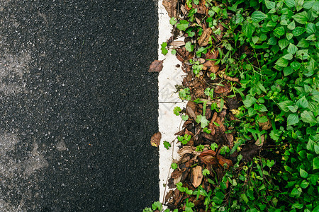 抽象的道路潮湿树叶落绿草背景空复制间美丽的坠落图片