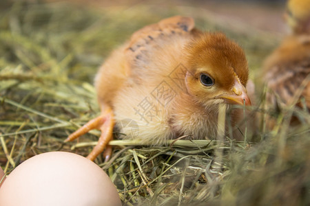 动物沿着整个干草巢中的新生黄鸡农业整个干草巢中的新生黄鸡公图片