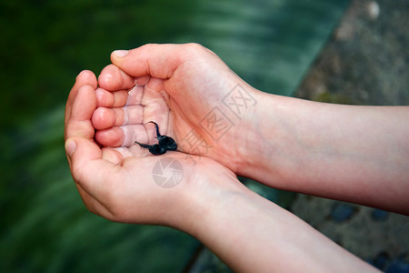 水下儿童手中的动物野生淡水宠图片
