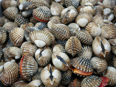 海鲜背景血彩虹海鲜背景美食农场新鲜的图片