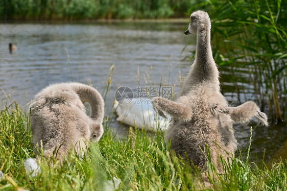 天然的多彩背景野生美丽的鸟群幼鹅在池塘中爱家庭水禽图片