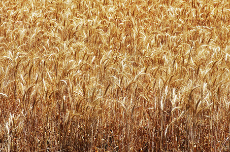 环境夏季末小麦的成熟高峰谷物农业图片