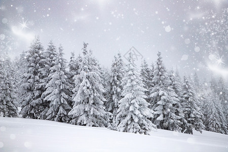 森林冬季风景有雪卷毛树白色的全景图片