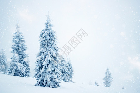 极好的冬季风景有雪卷毛树颜色苍白图片