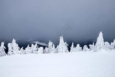 精彩的冬季风景有雪卷毛树霜冒险图片