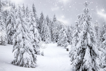 假期户外精彩的冬季风景有雪卷毛树图片